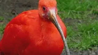 VOGEL DES MONATS APRIL - Roter Ibis / Scarlet Ibis - Welt-Vogelpark Walsrode