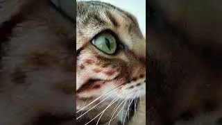 #2024 #bengali #cat  Бенгал Бася)))