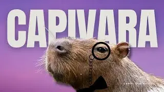 Capivara: curiosidades sobre o maior roedor do mundo