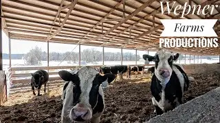How Do Cattle Tolerate This Cold Weather?