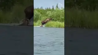 Странное поведение лося в битве с медведем