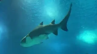 OCEANÁRIO DE LISBOA 2022!!! SERÁ QUE VALE IR???
