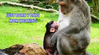OMG, MILLION SAD...& PITY ! NEW BABY JINX JUST BORN 7 DAYS MOTHER WEANING