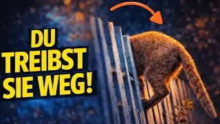 WENN SIE DAS TUN, WIRD IHRE KATZE SIE VERLASSEN
