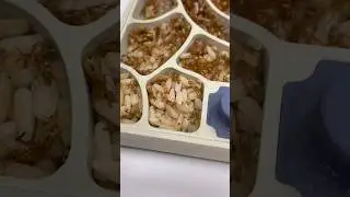Mes fourmis jaunes d&rsquo;Afrique vont mieux