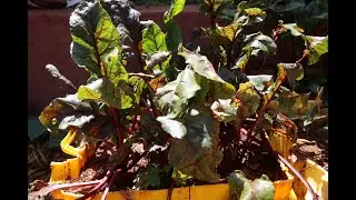 See How To Grow Beetroot at Home| Brilliant Gardening Urban Ideas