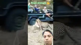 Brute Strength 💪 | Mk Short Reaction #wildlife #animals #cheetah #nature #leopard #safari #shorts