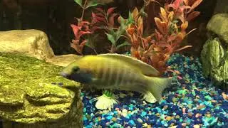 Why is my African Cichlid fish lost it's color ?
