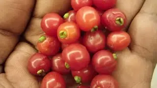 Sweet Cherry |Eugenia Punicifolia flowering and fruitingEugenia species from Brazil growing in India