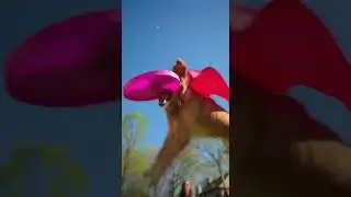 o god cute dog playing with famil #cute #funny