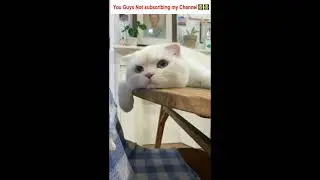 i'm sad #cats #shorts #catsoftiktok #cookingcats #yvellemeow