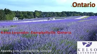 Kelso Lavender Farm, Appleby Line, Campbellville, Ontario #uonearth#lavenderfields#joseanand#canada