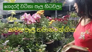 2026.01.01 ඉදිරි ප්‍රයෝජනයට කර ගනිපු වැඩ.👆🥰👌🧚‍♂️🍅🌶️💐🌼#beautygarden #beautyflower  #viral #fyp 