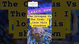 The Octopus vs Crab War: A Battle of Evolution