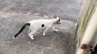 Male cat marking his territory