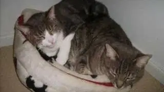 My cats....