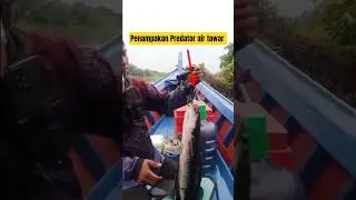 Ikan Toman predator air tawar #sijogokali #fishing  #mancing