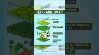 Leaf Anatomy: Structure and Function