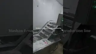 frozen shrimp production line