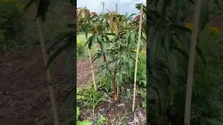 Kesar mango plant after 10 months