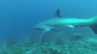 Thresher sharks on Philippines / Трешеры или акулы-лисицы на Филиппинах
