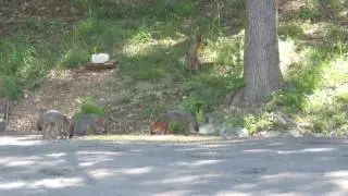 Gray Fox family eating corn