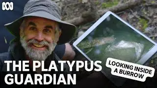 Looking inside a platypus burrow | The Platypus Guardian | ABC TV + iview