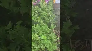 #479 The journey of a forgotten garden -  Gooseberry Bush - June 2025