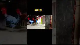 হুম 😂#shorts #chicken #funnyshorts #comedyshorts
