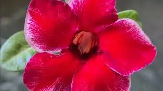 Adenium: Nature's Most Beautiful, Yet Deadly Flowers