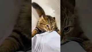 Cats vs Humans 🤣🤣 #funny #catvideos #catshorts #cat