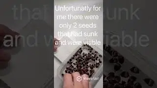 Germinating japanese white beech from seed