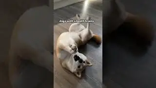 У тебя гладкий мозг 🧠