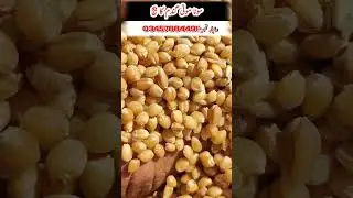 sona moti wheat seed|high yield wheat seed farming|wheat seed #sonamoti #sonamotiwheat #sonamotiseed