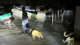 Dog Feeding In Delhi | Akshardham Mandir | Mayur Vihar Phase 1 | ASMR