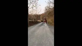 RAMBO- Quarter Pony Gelding 