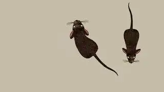 ANIMAL GAMES | TIKUS MAINAN KUCING #mainankucing #cat #catgames #kucing #kucinglucu #shorts