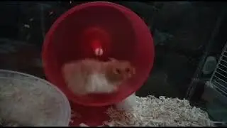 Hamster syrian running on jogging wheel