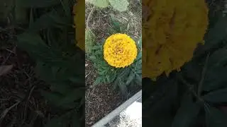 Companion planting / happy spring/ many pups & cheap plants (pollinators galore) 