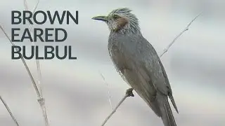 Brown-Eared Bulbul Singing with High Pitched Voice 🎶高い声で囀るヒヨドリたち