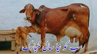 🔴 (03014865352)date 1-1-2026.pure Cholistani cow for sale on youtube. 
