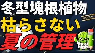 【冬型塊根植物】夏のそれはNG？オトンナ、チレコドンを枯らさない夏越し管理の正解を科学的に解説