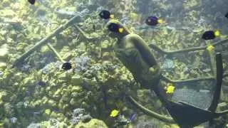 Spectaculair rifaquarium / Le spectaculaire aquarium r&eacute;cifal