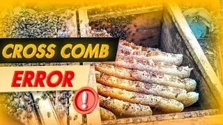How to fix a box of cross comb after honey harvest (Kenyan top bar hive)