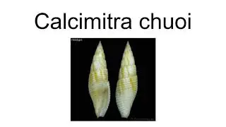 Calcimitra Chuoi