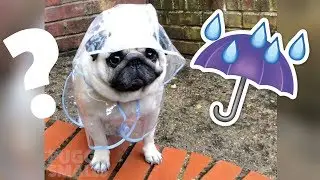 Pug in a rain coat