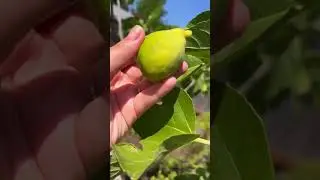 Harvest The Perfect Figs Every Time! 🤤🌿