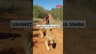 🙄UNAWEZA KUCHEZA NA SIMBA HIVI?🙆🤸💥🔥 #love #challenge #music #live #shortsvideo #viralvideo #youtube