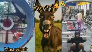 Высшее испытание мистера Осла: попробуй не засмеяться (невозможно)