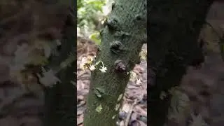 AGRO BUSINESS - AGRICULTURE; 4TREE